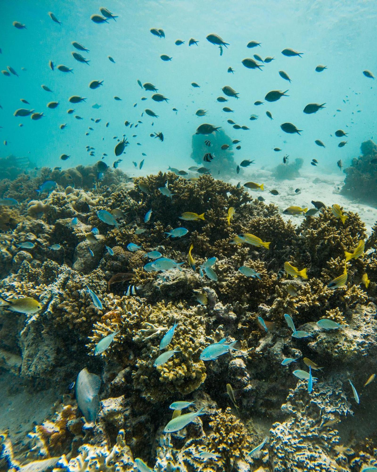 马尔代夫科德希珀鲁格兰帕克酒店 Baros Island 外观 照片